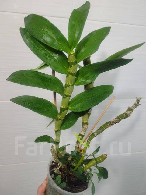 Дендробиум Momoko, в наличии. Цена: 1 200₽ во Владивостоке