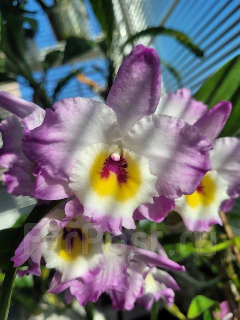 Дендробиум Momoko, в наличии. Цена: 1 200₽ во Владивостоке