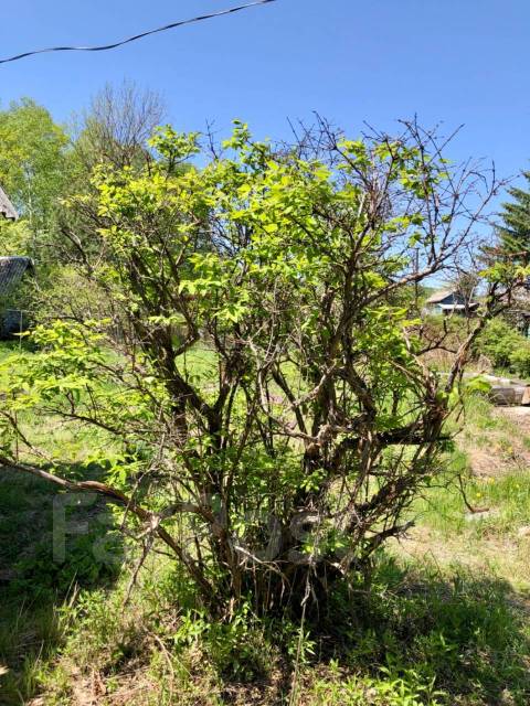 Хорошая дача, межевание, свет, стелла хабаровск, мукомол, 700 кв. м. 45 ...