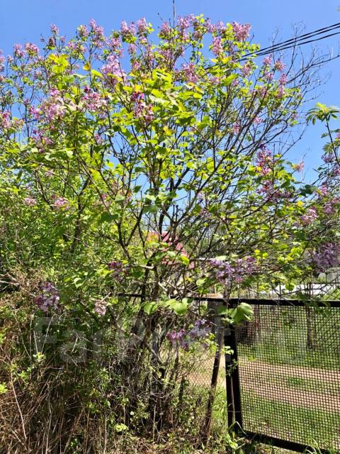 Хорошая дача, межевание, свет, стелла хабаровск, мукомол, 700 кв. м. 45 ...