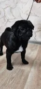 ����. ����
