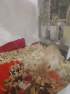 ����. ����