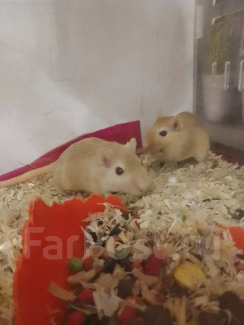 ����. ����