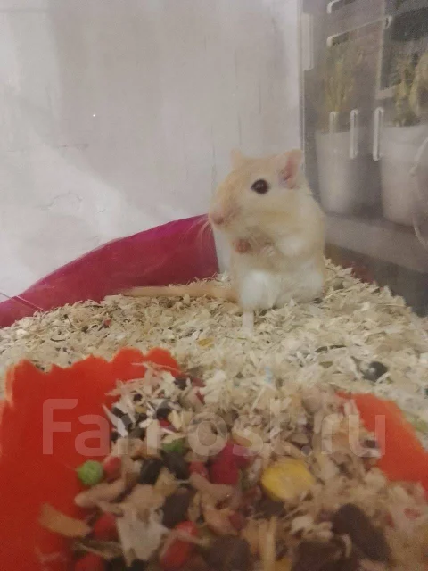 ����. ����
