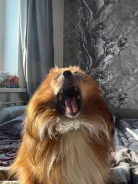 ����. ����