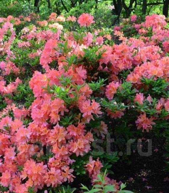 Рододендрон японский-лососевый, новый, в наличии во Владивостоке