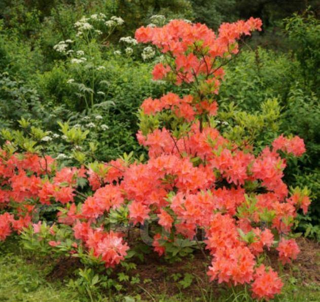 Рододендрон японский-лососевый, новый, в наличии во Владивостоке