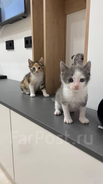 Котята 2 месяца бесплатно, в наличии. Цена: 1₽ во Владивостоке