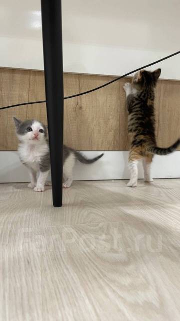 Котята 2 месяца бесплатно, в наличии. Цена: 1₽ во Владивостоке