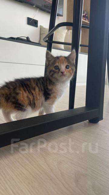 Котята 2 месяца бесплатно, в наличии. Цена: 1₽ во Владивостоке