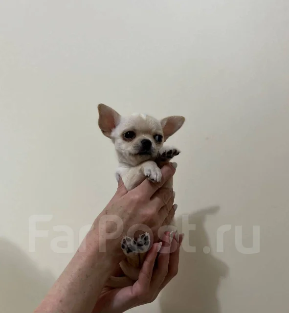 Щенок чихуахуа мальчик, в наличии. Цена: 35 000₽ во Владивостоке