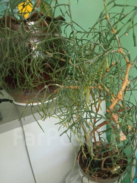 Продам Хатиору солеросовую, в наличии. Цена: 300₽ во Владивостоке