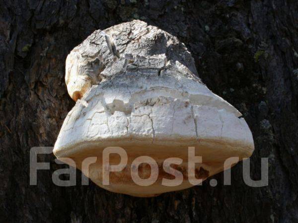 Агарикус (Fomitopsis officinalis Will.)