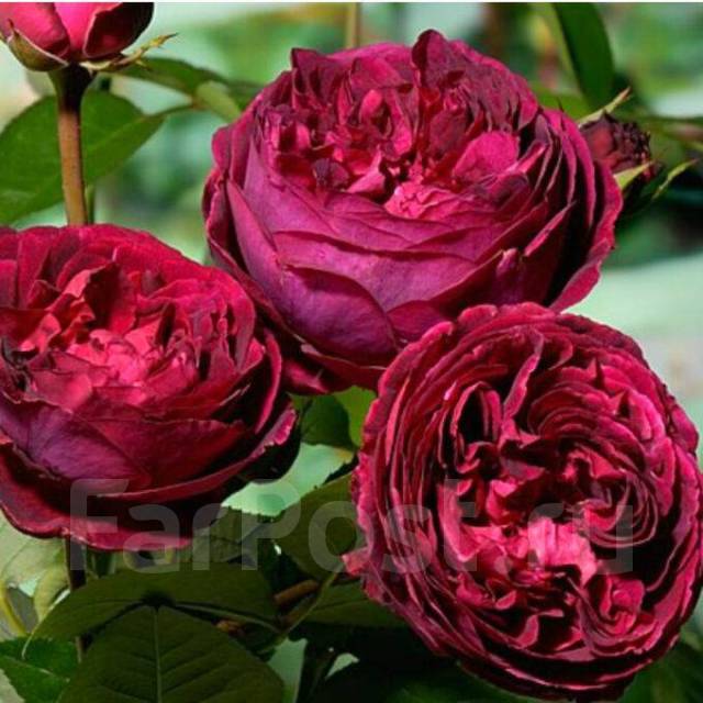 Роза фальстаф фото - ViktoriaFoto.ru