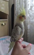 �������. ����