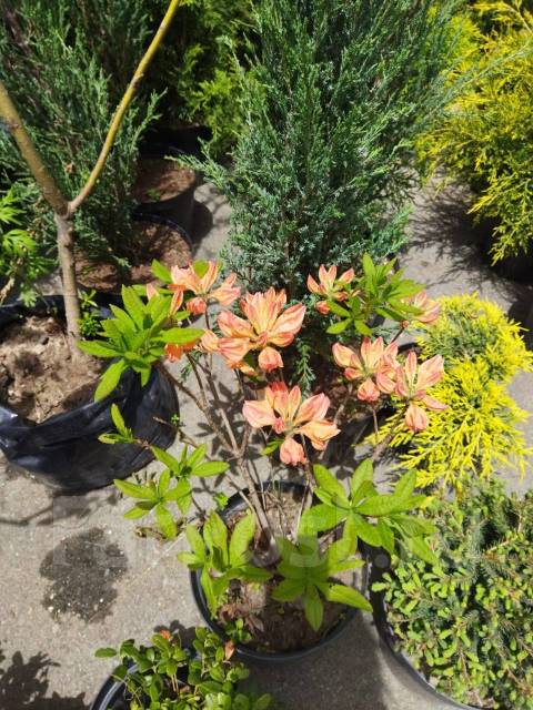 Рододендрон японский лососёвый, новый, в наличии во Владивостоке