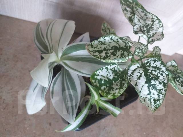 Комнатные цветы, в наличии. Цена: 150₽ во Владивостоке
