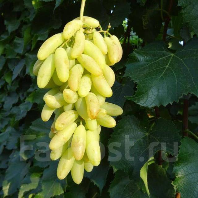 Виноград Дамские пальчики, новый, в наличии. Цена: 794₽ во Владивостоке