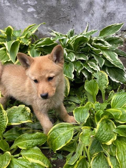 Щенки карело- финской лайки, в наличии во Владивостоке