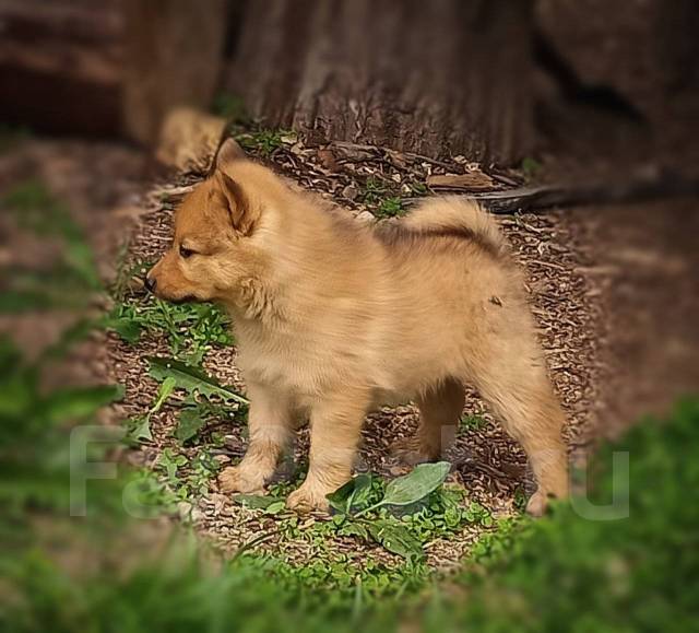 Карело-финская лайка(финский шпиц)щенок, под заказ. Цена: 25 000₽ во ...