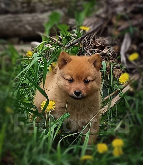 Карело-финская лайка(финский шпиц)щенок, под заказ. Цена: 25 000₽ во ...