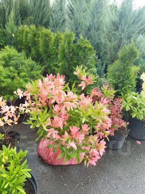 Рододендрон японский-лососевый, новый, в наличии во Владивостоке