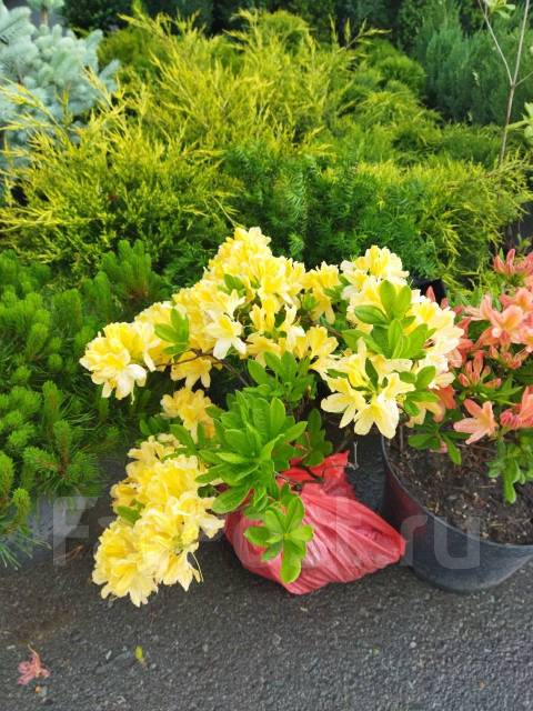 Рододендрон японский-лососевый, новый, в наличии во Владивостоке