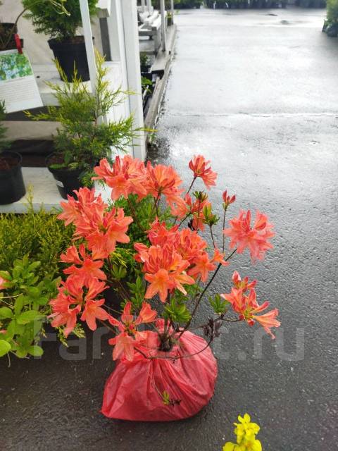 Рододендрон японский-лососевый, новый, в наличии во Владивостоке