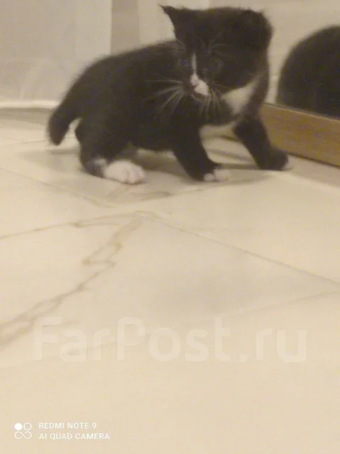 Курильский бобтейл помесь, котенок, в наличии. Цена: 10₽ во Владивостоке