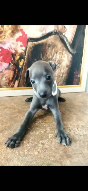��������. ����