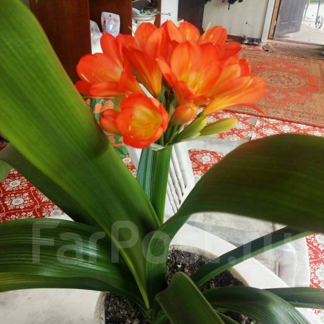 Кливия суперская, в наличии. Цена: 1 500₽ во Владивостоке