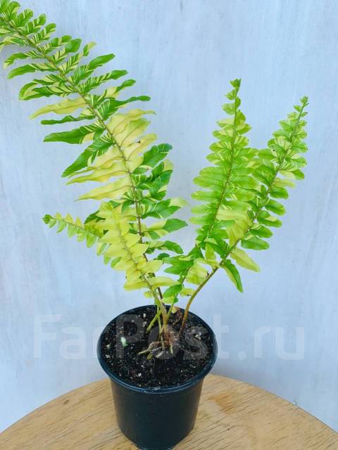 Нефролепис tiger fern, в наличии. Цена: 800₽ во Владивостоке