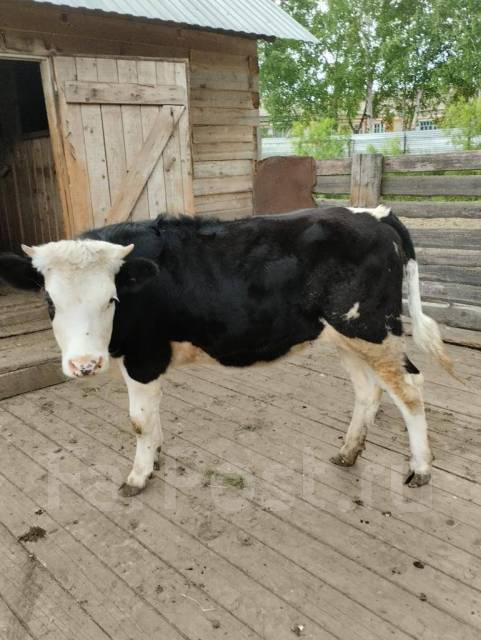 Продам корову телку, в наличии. Цена: 50 000₽ в Дальнереченске