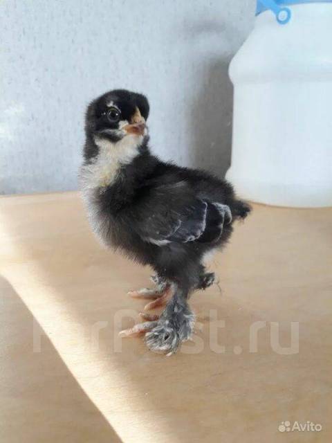 Продам цыплят, в наличии. Цена: 120₽ во Владивостоке