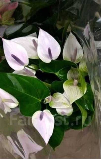 Антуриум Алексия Виолетт(Alexia Violet), в наличии. Цена: 1 000₽ во ...