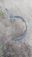 ��������� 638432F000 ����