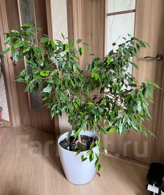 Продется шикарный Фикус Бенджамина в горшке с автополивом на колесиках ...