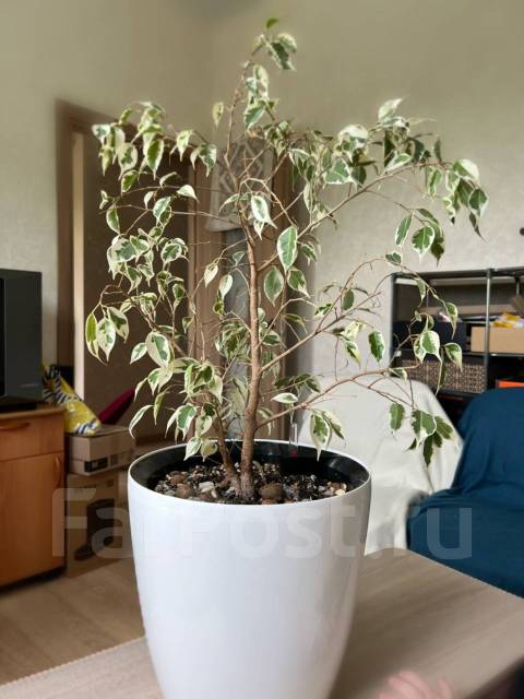 Продам Фикус Старлайт (Starlight) в белом горшке с автополивом, в ...