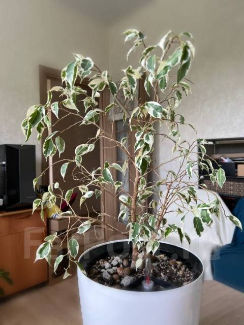 Продам Фикус Старлайт (Starlight) в белом горшке с автополивом, в ...
