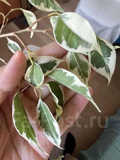 Продам Фикус Старлайт (Starlight) в белом горшке с автополивом, в ...