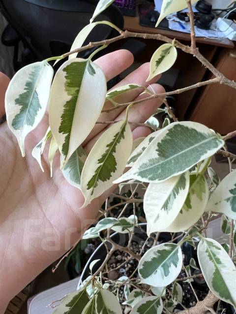 Продам Фикус Старлайт (Starlight) в белом горшке с автополивом, в ...