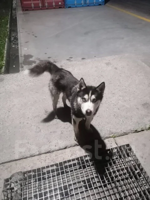 �����. ����