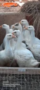 ����. ����