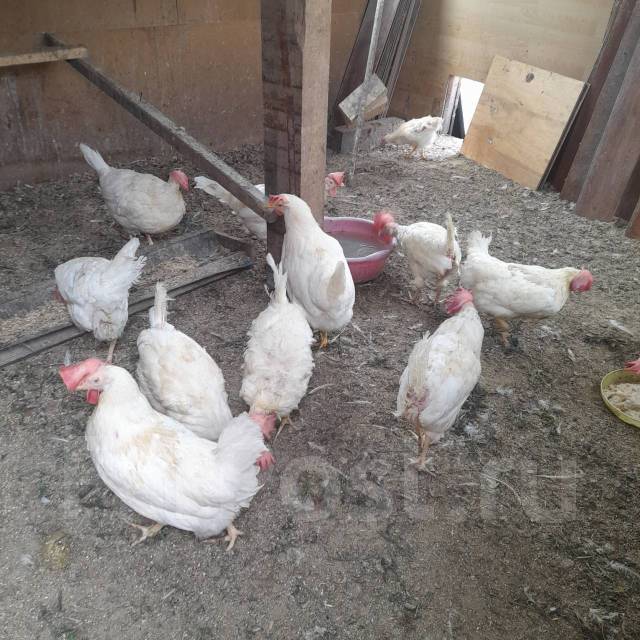 Цыпленок хайсекс. Цыпленок хайсекс. Цыпленок хайсекс. Цыпленок хайсекс. Куры хайсекс.