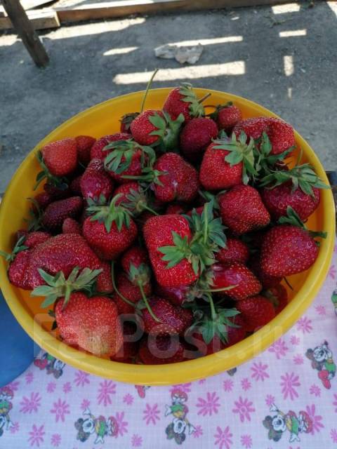 Клубника домашняя. Крупная 450р/кг. Маленькая 300р/кг, в наличии. Цена ...