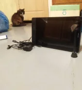 ����������� ��������. ����