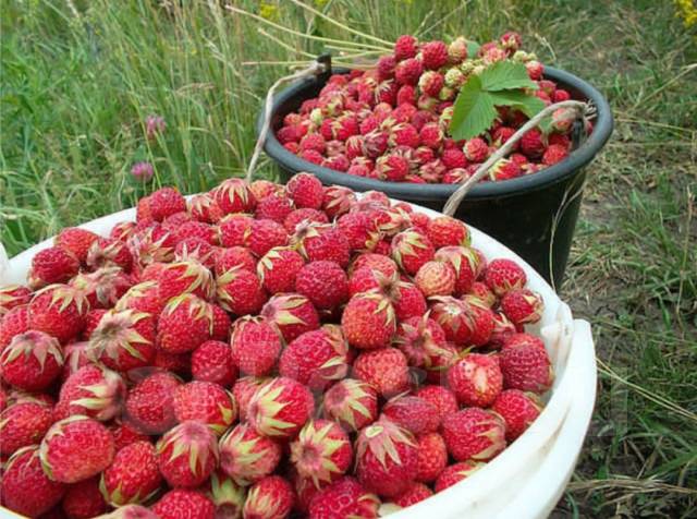 Домашняя клубника, в наличии. Цена: 150₽ во Владивостоке