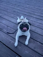 ����. ����