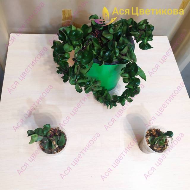 Хойя Компакта, в наличии. Цена: 300₽ в Хабаровске