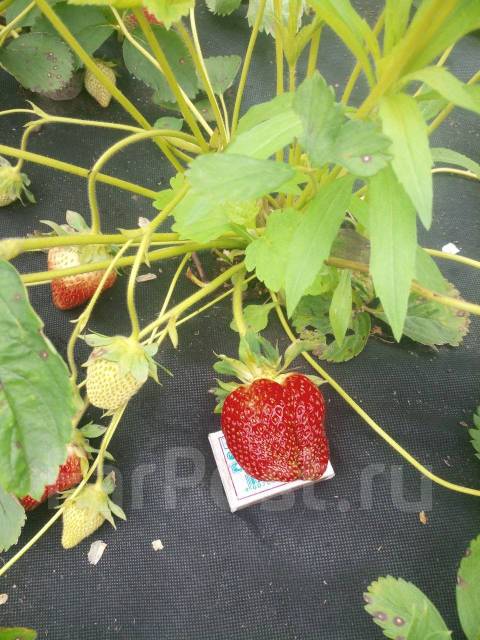 Клубника дероял фото Продам рассаду клубники Дероял-француз сорт, новый, в наличии. Цена: 150 ₽ во Вл